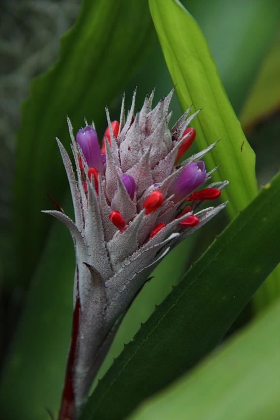 Aechmea dealbata NVBT